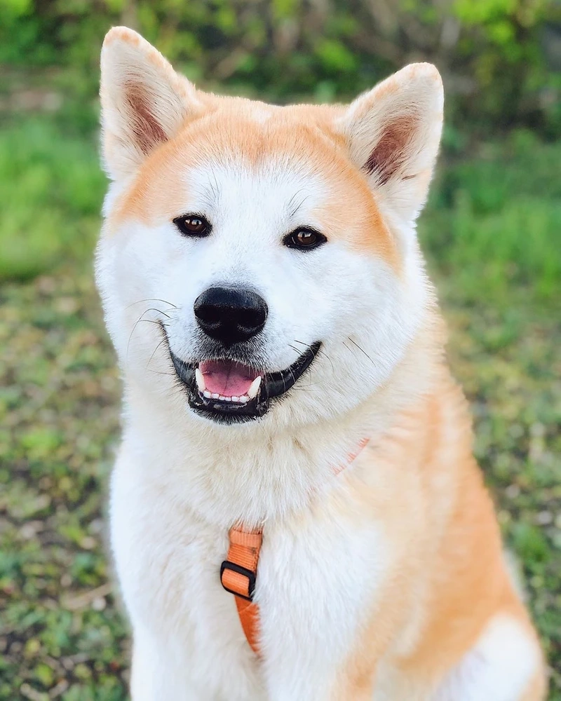 Bé yêu nhà bạn là chó Akita Inu cute đáng yêu
