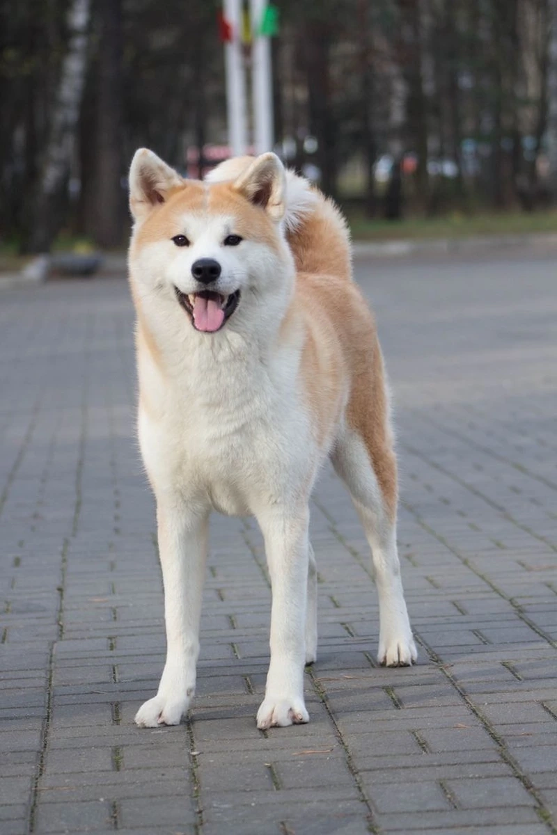 Ai cũng mê chó Akita Inu dễ thương khi nhìn