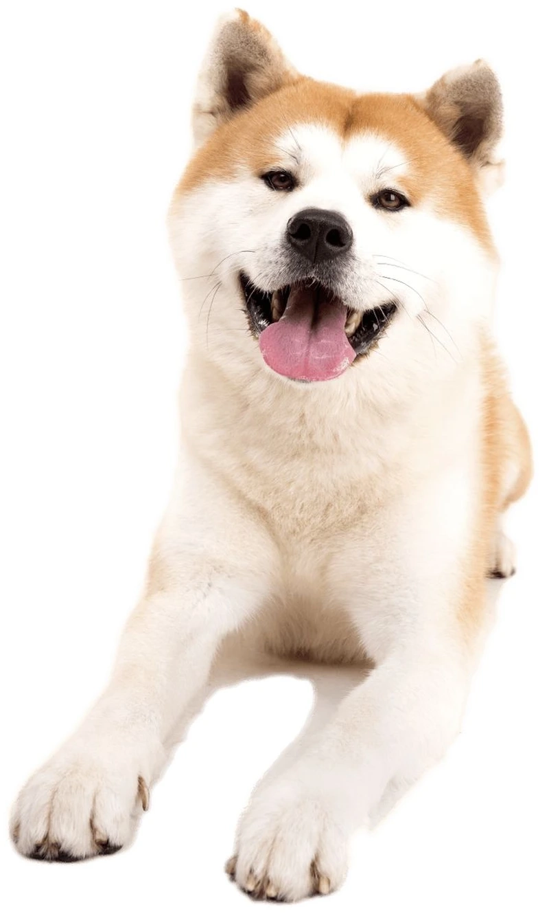 Nụ cười đáng yêu của chó Akita Inu cười