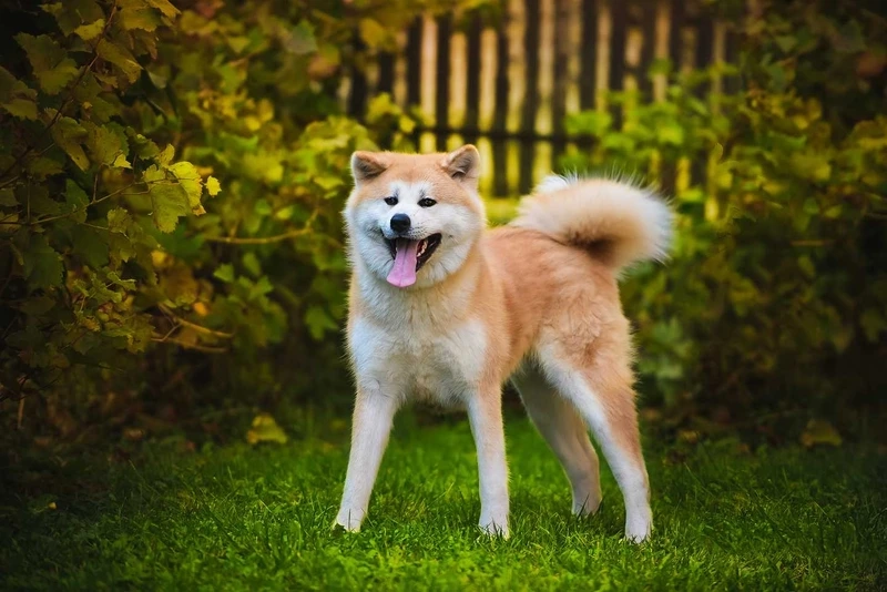 Khám phá tính cách chó Akita Inu con tinh nghịch