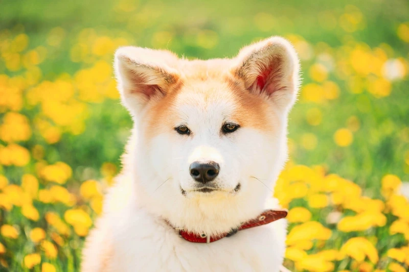 Sắc vàng trắng nổi bật của chó Akita Inu màu vàng trắng