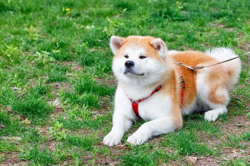 Vẻ đẹp tinh khôi của chó Akita Inu màu trắng
