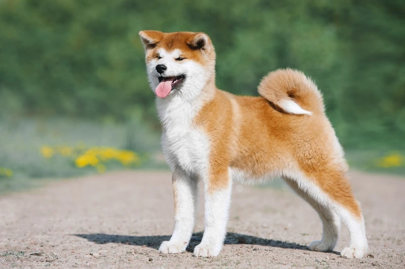 Phong thái ngầu của chó Akita Inu ngầu khiến ai cũng thích