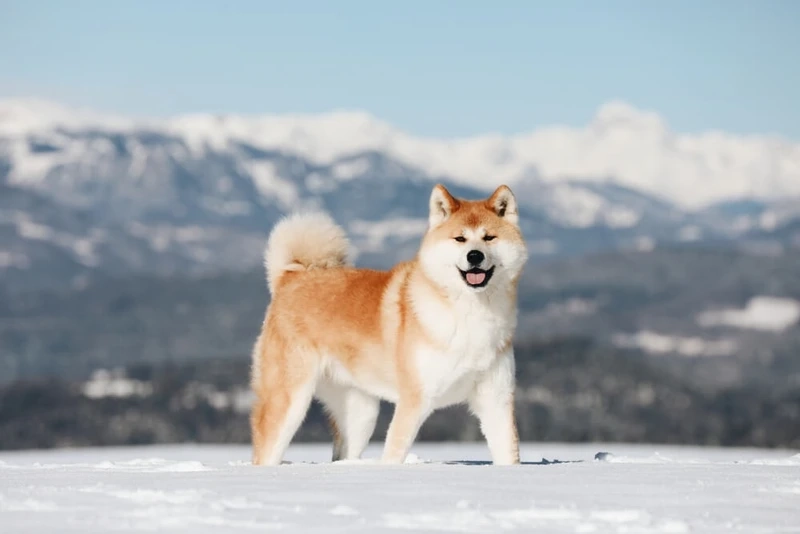 Chọn ngay avatar chó Akita Inu cho trang cá nhân