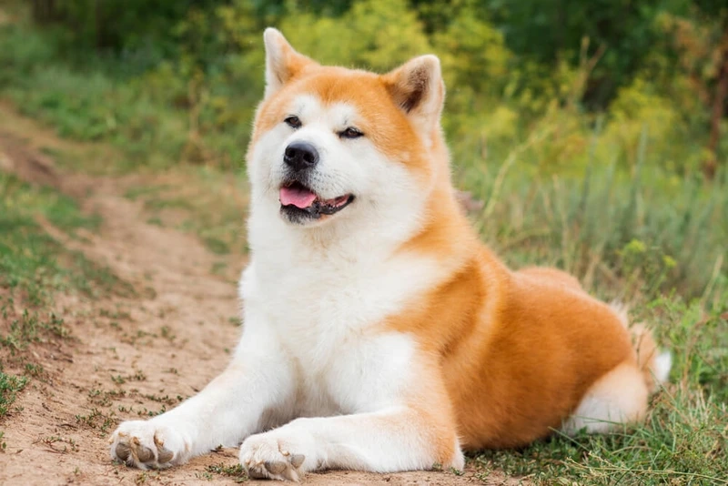 Thư giãn cùng hình nền chó Akita Inu siêu dễ thương
