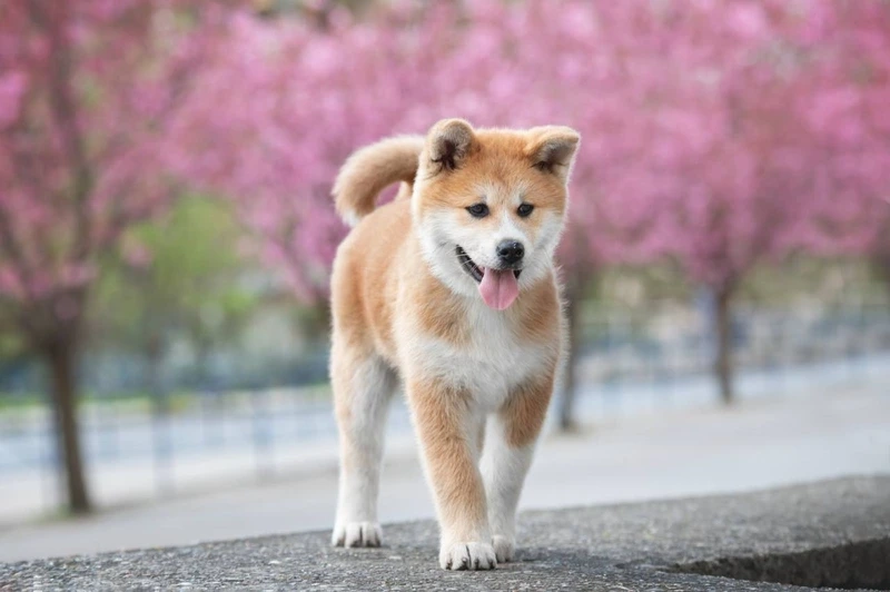 Lông xù tự nhiên của chó Akita Inu lông xù nổi bật