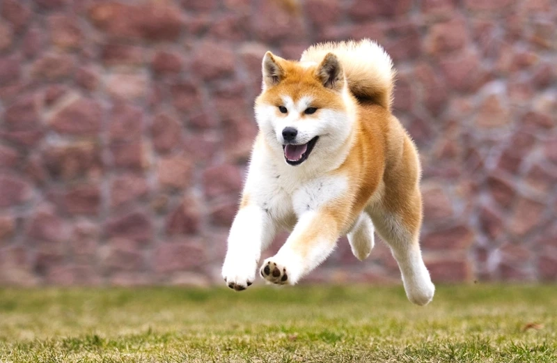 Tính cách ngoan ngoãn của chó Akita Inu ngoan đáng quý