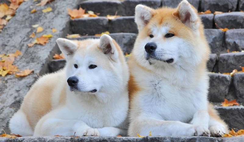 Lưu giữ khoảnh khắc chó Akita Inu đáng nhớ mỗi ngày