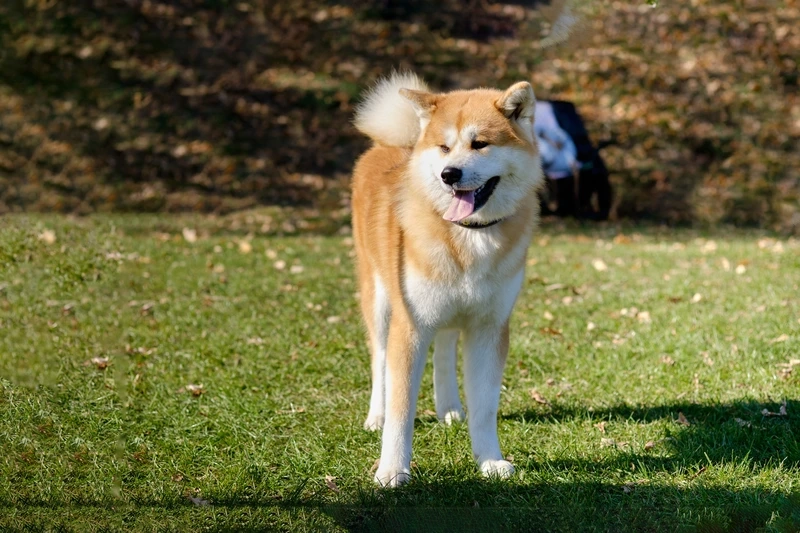 Niềm vui bất tận với chó Akita Inu dễ thương khi chơi