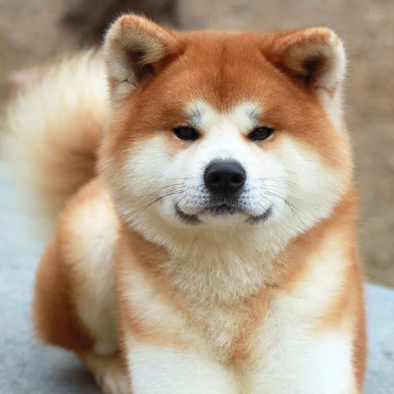 Cập nhật avatar chó Akita Inu mới nhất hôm nay