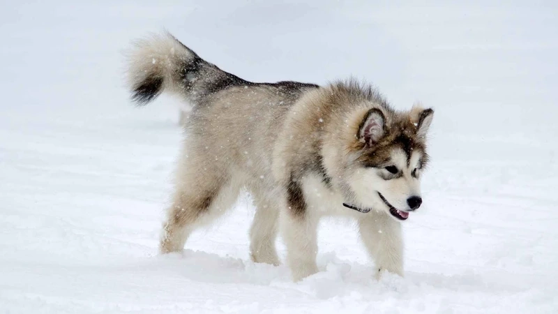 Tan chảy trước biểu cảm cute của chó Alaska cute
