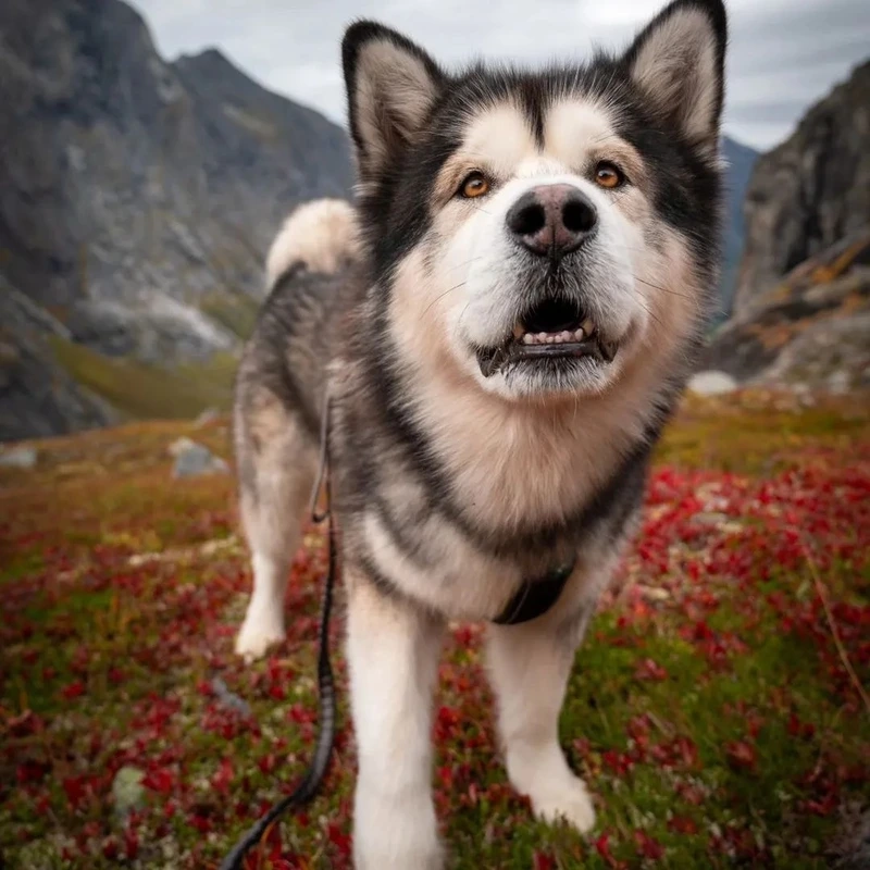 Dễ thương xỉu cùng chó Alaska dễ thương