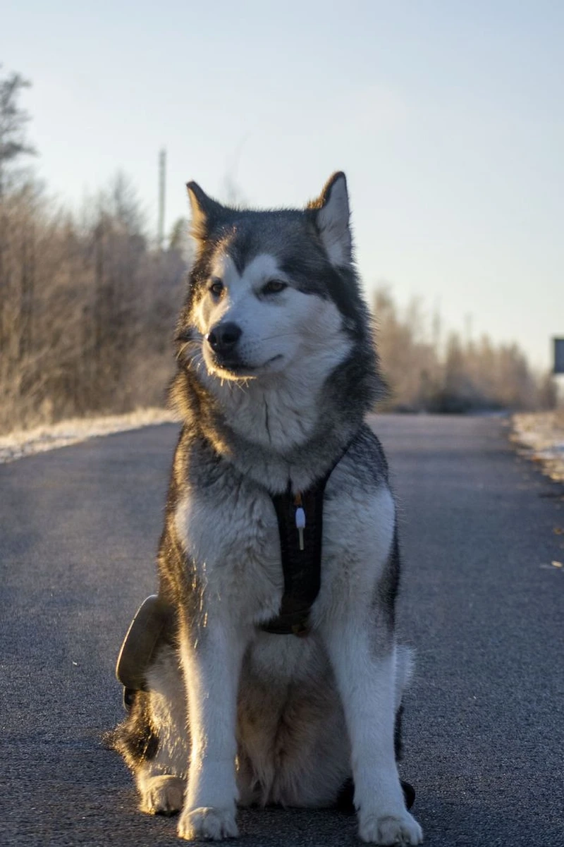 Bé nhỏ đáng yêu là chó Alaska con