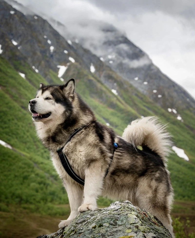 Màu xám trắng nổi bật của chó Alaska màu xám trắng