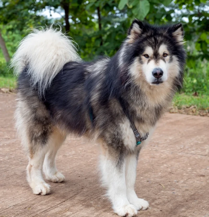 Ảnh đại diện cực xinh từ avatar chó Alaska