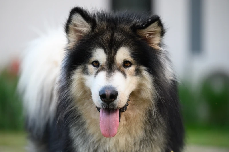 Hình nền nổi bật dễ thương với hình nền chó Alaska