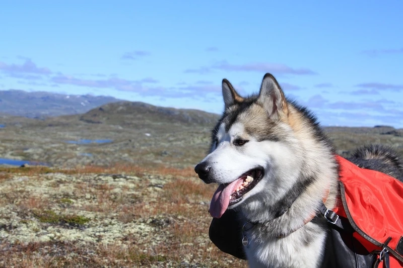 Kéo xe cực chất là chó Alaska kéo xe