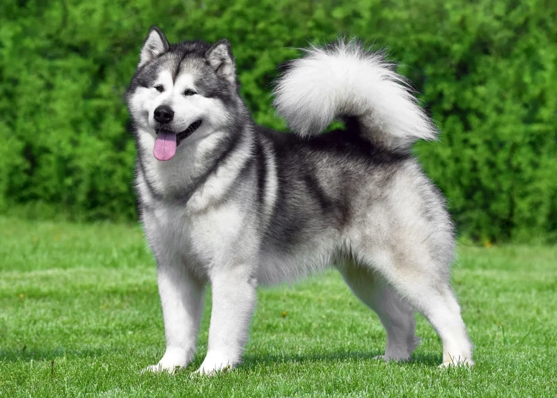 Đi dạo tràn đầy sức sống cùng chó Alaska đi dạo