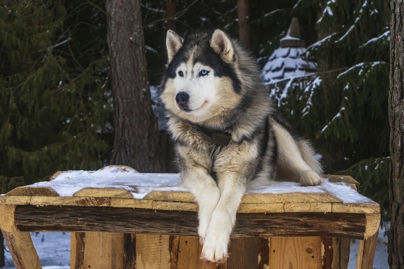 Thân thiện lan tỏa cùng chó Alaska thân thiện