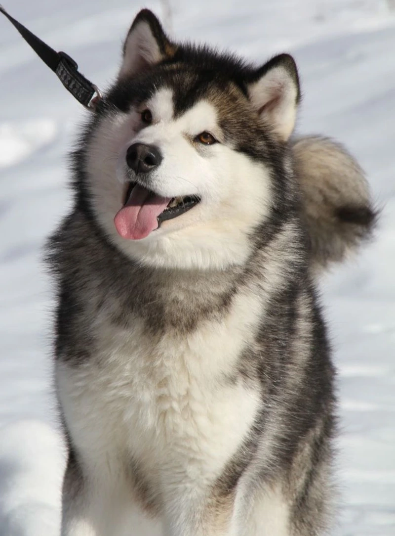 Đáng yêu đến xỉu với chó Alaska đáng yêu
