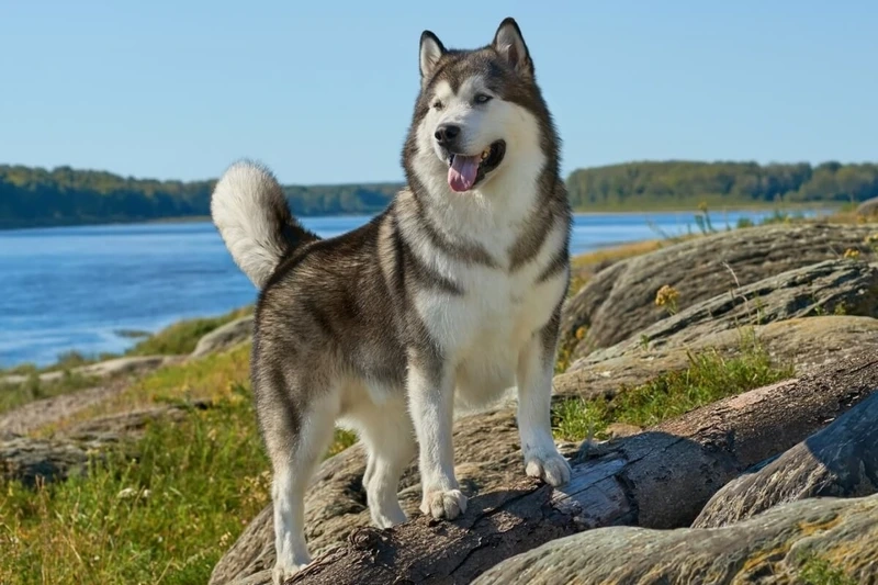 Hình ảnh nổi bật từ hình ảnh chó Alaska đẹp