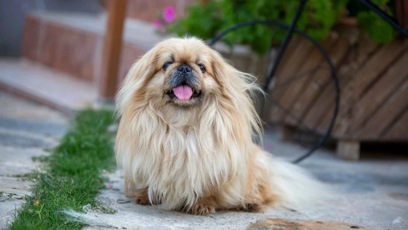 Tan chảy với nét đáng yêu của chó Bắc Kinh cute