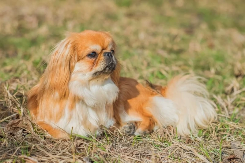 Dáng vẻ ngộ nghĩnh của chó Bắc Kinh béo ú