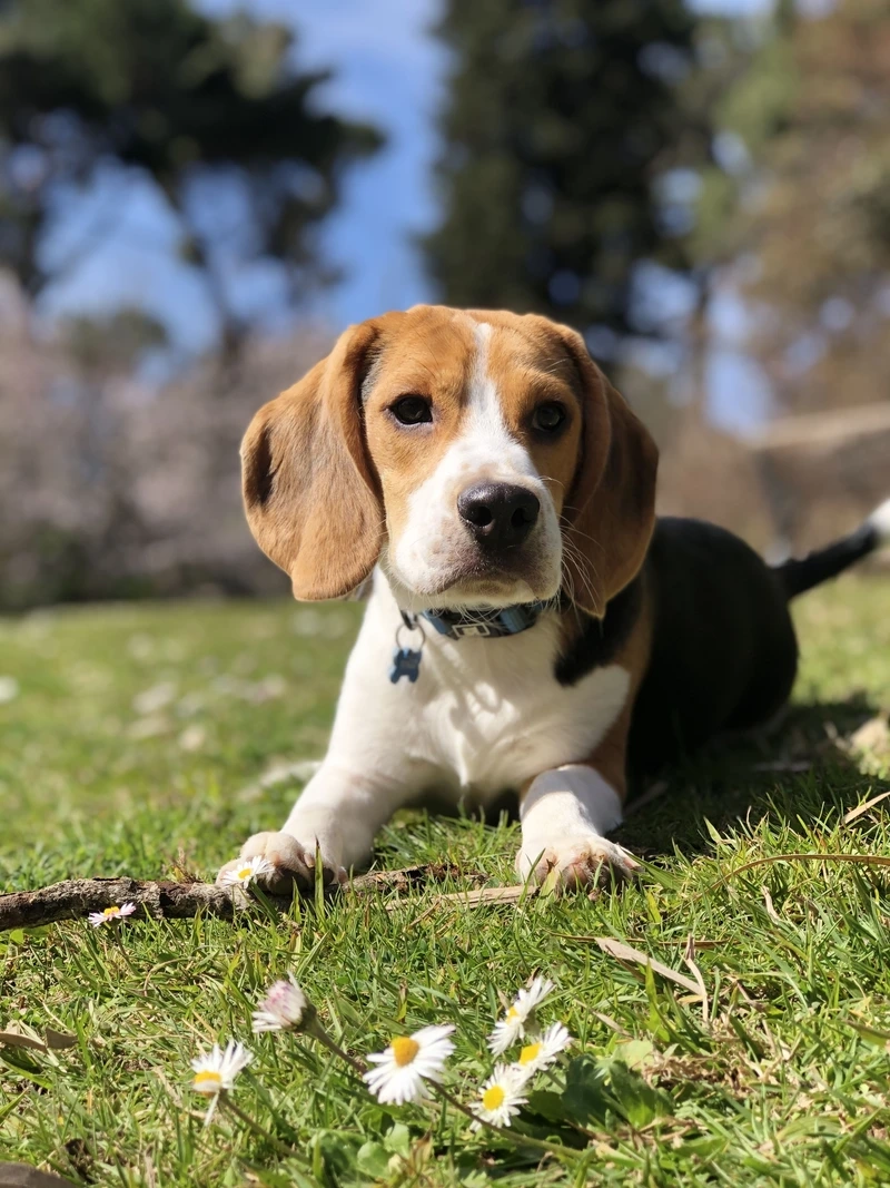 Đặc điểm của chó Beagle nổi bật