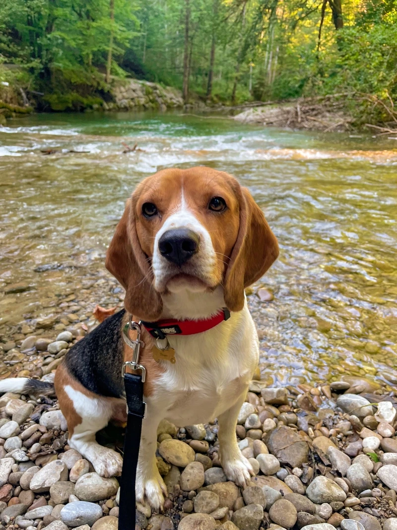 Ngắm chó Beagle tai dài siêu dễ thương