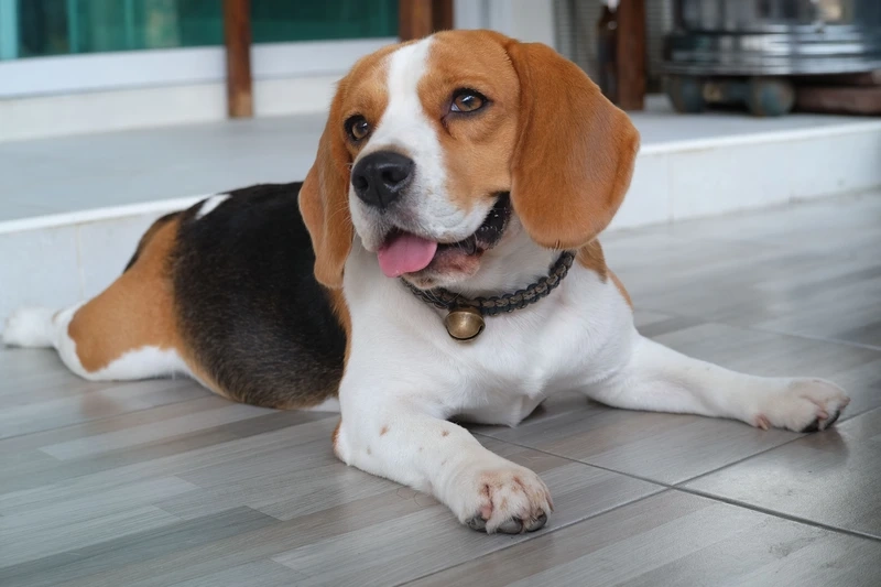 Bé yêu nhà bạn là chó Beagle cute đáng yêu