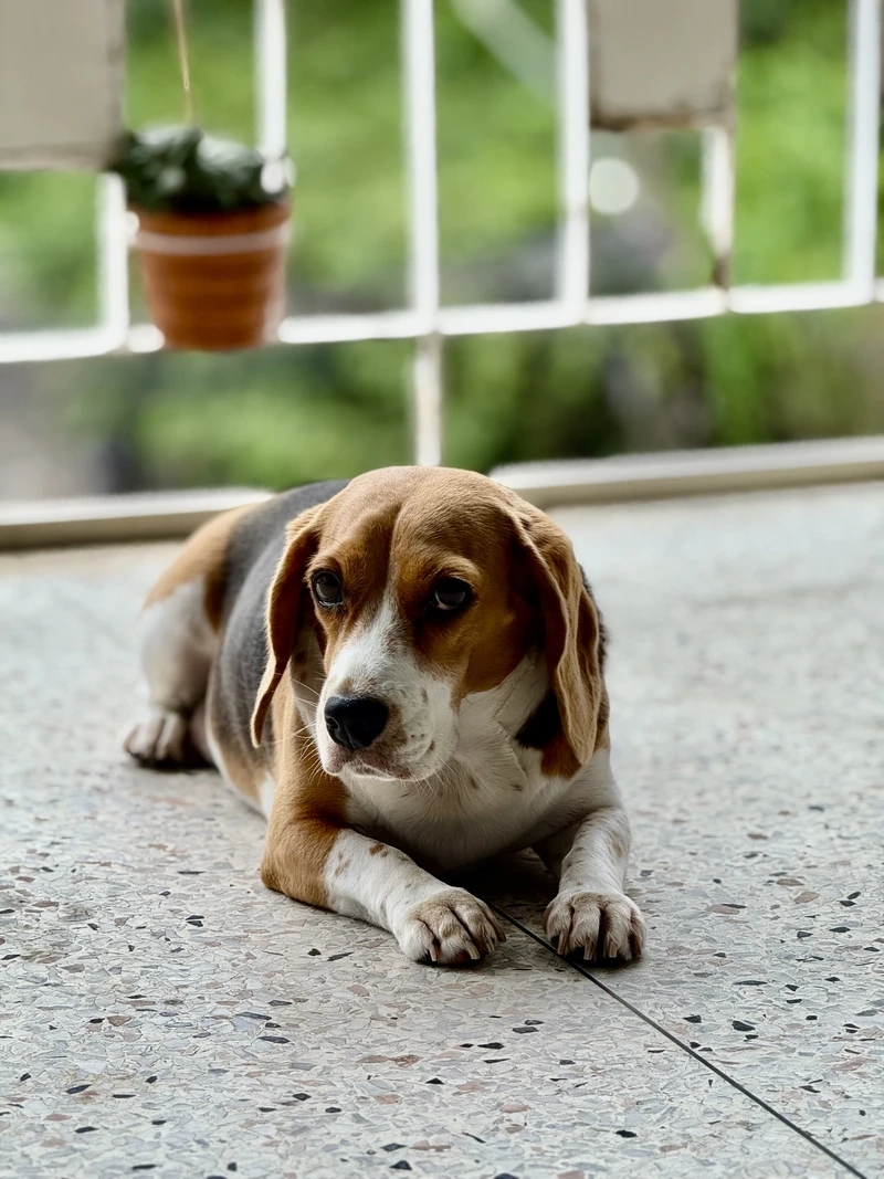 Ai cũng mê chó Beagle dễ thương khi nhìn