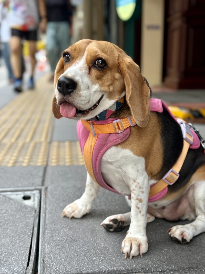 Khám phá tính cách chó Beagle con tinh nghịch