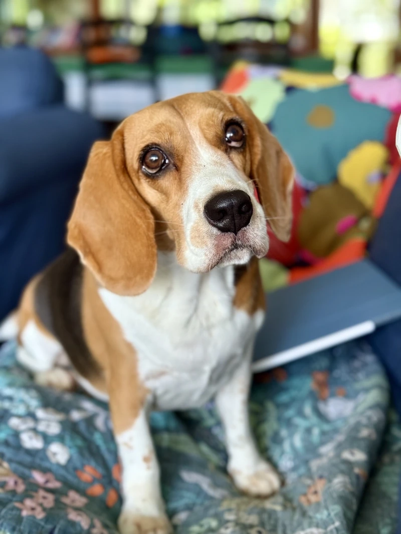 Sắc đẹp ba màu của chó Beagle tricolor