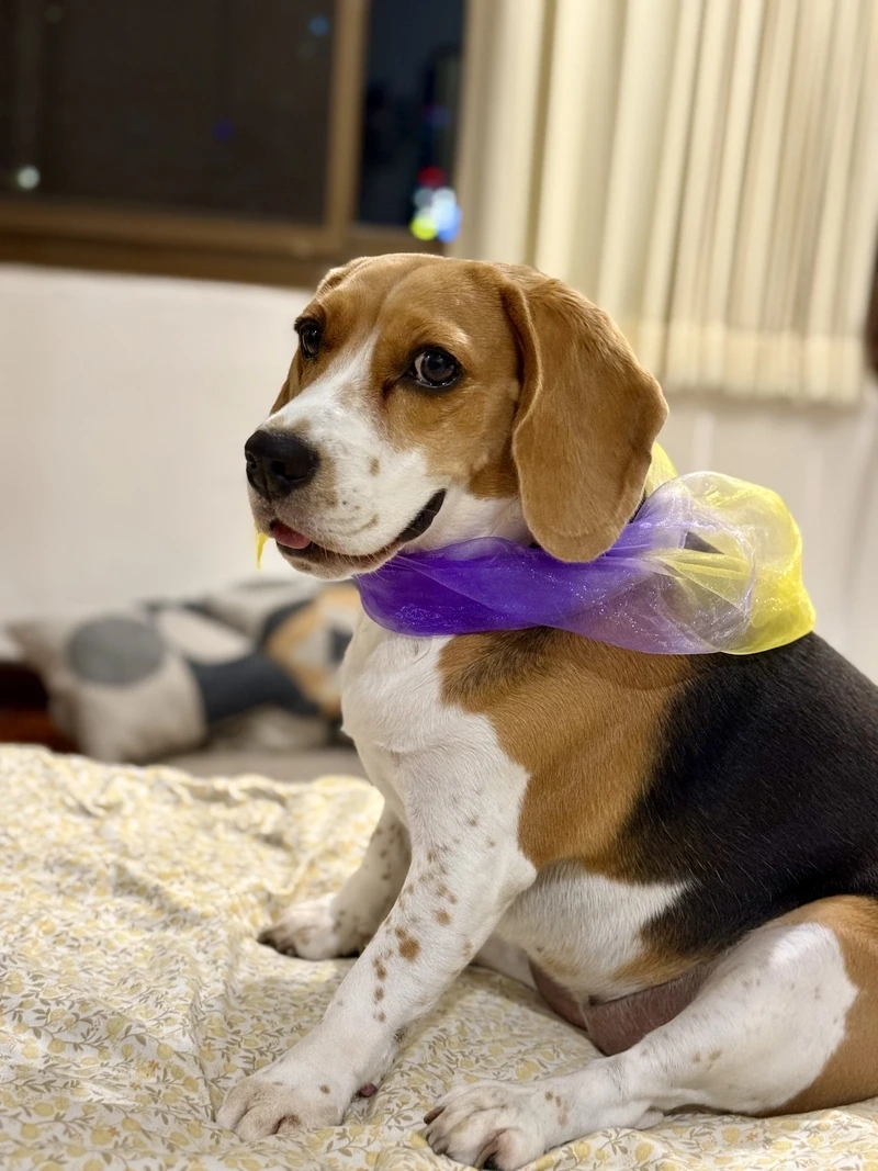 Vẻ vàng trắng nổi bật của chó Beagle màu vàng trắng