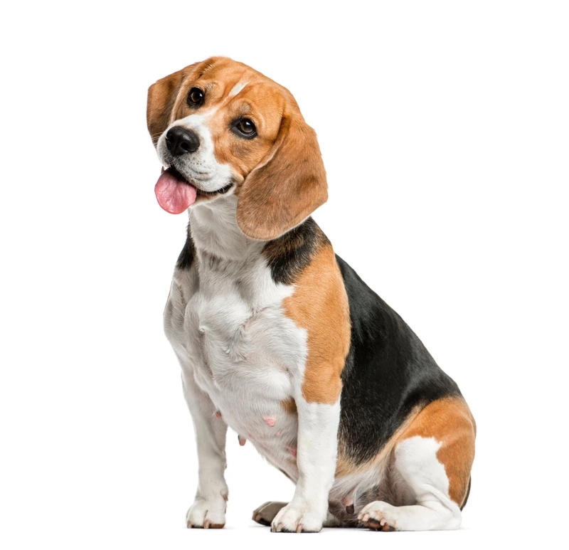 Phong thái cá tính của chó Beagle ngầu