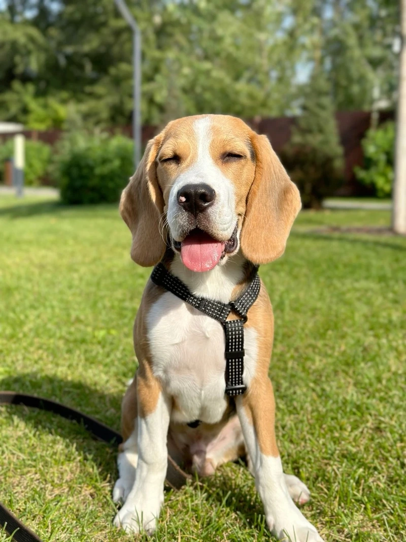 Chọn ngay avatar chó Beagle cho trang cá nhân