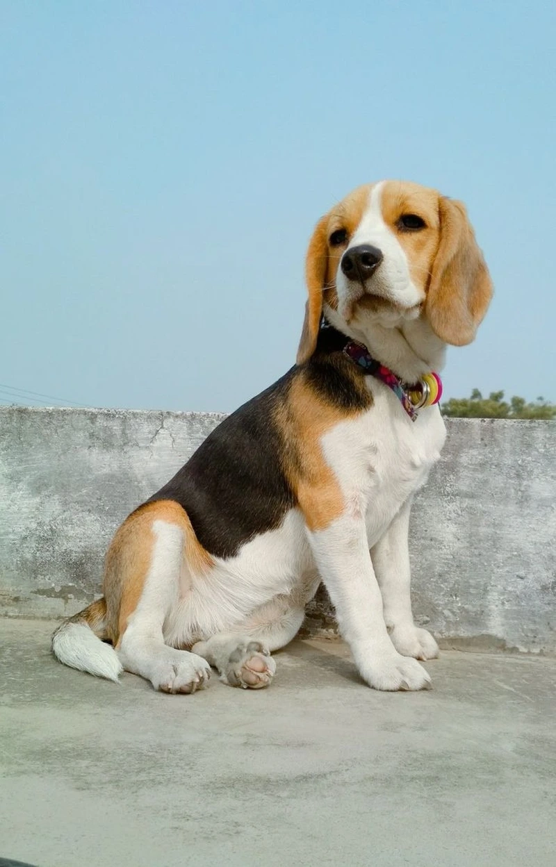 Đi dạo buổi sáng với chó Beagle đi dạo