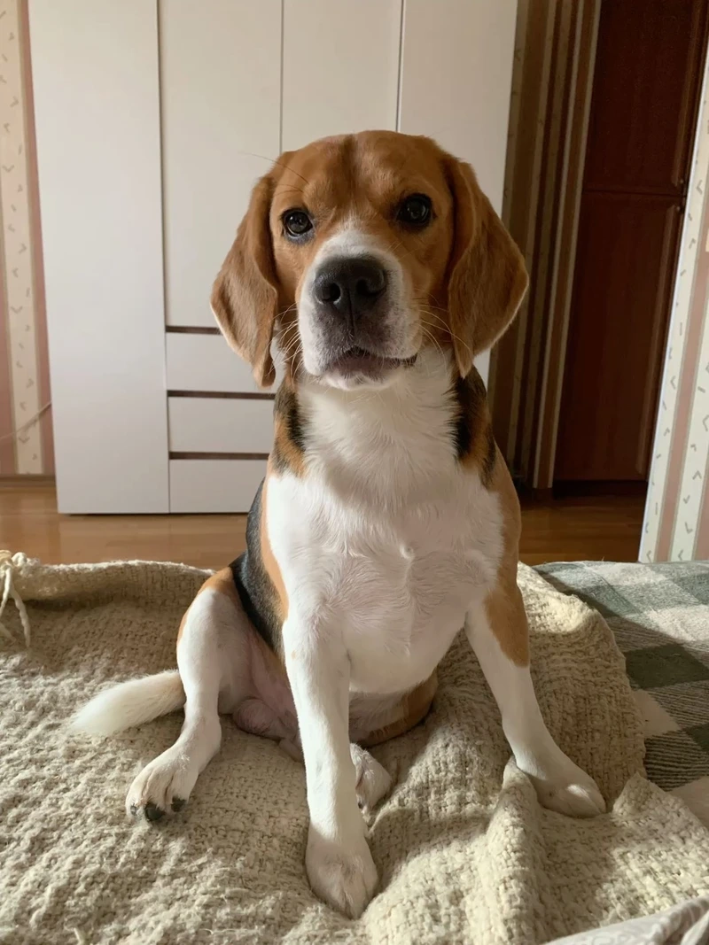 Thư giãn với hình nền chó Beagle siêu đẹp