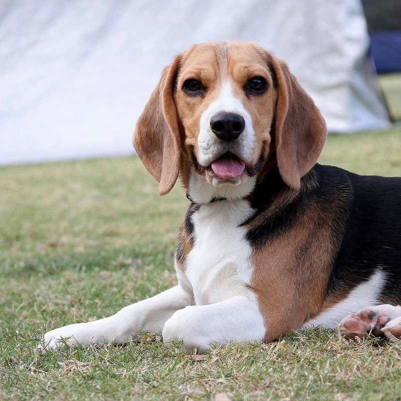 Khám phá khả năng săn mùi của chó Beagle đánh hơi