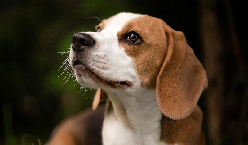 Hú vang cả khu phố với chó Beagle hú