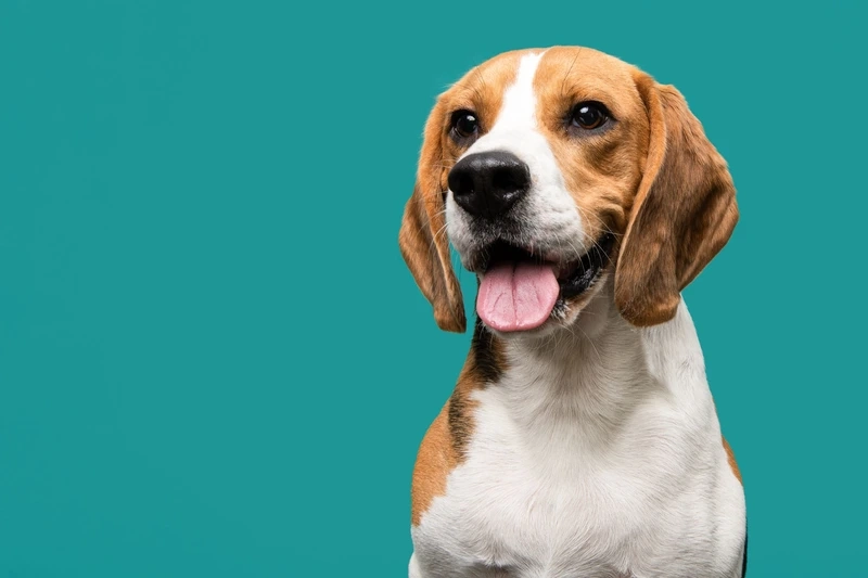 Khả năng học hỏi tuyệt vời của chó Beagle thông minh
