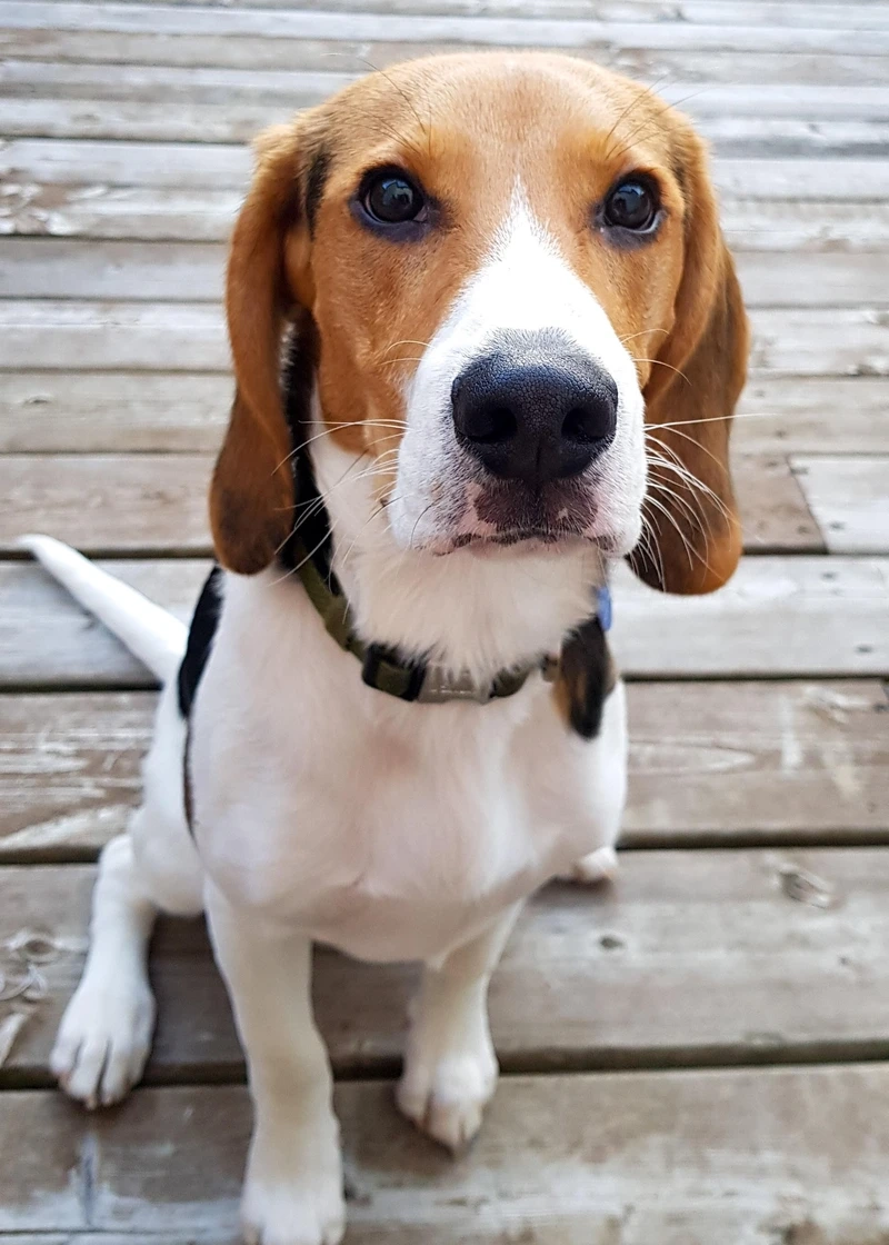 Năng lượng tràn đầy của chó Beagle năng động