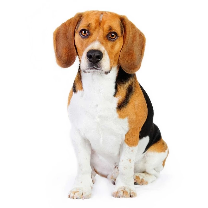 Tính cách thân thiện và dễ mến là chó Beagle thân thiện