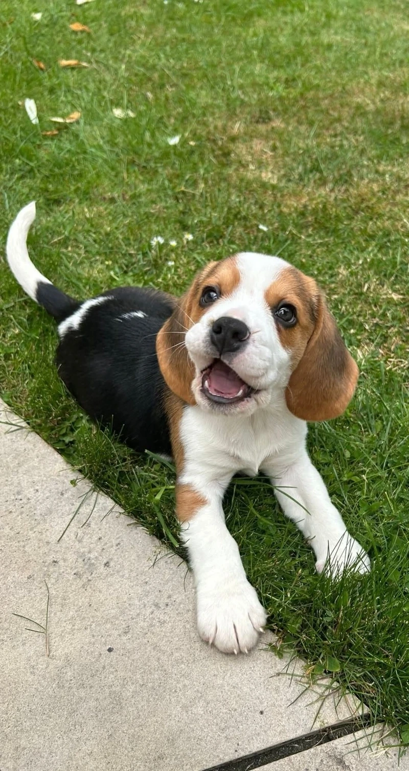 Những trò nghịch ngợm tinh nghịch của chó Beagle nghịch ngợm