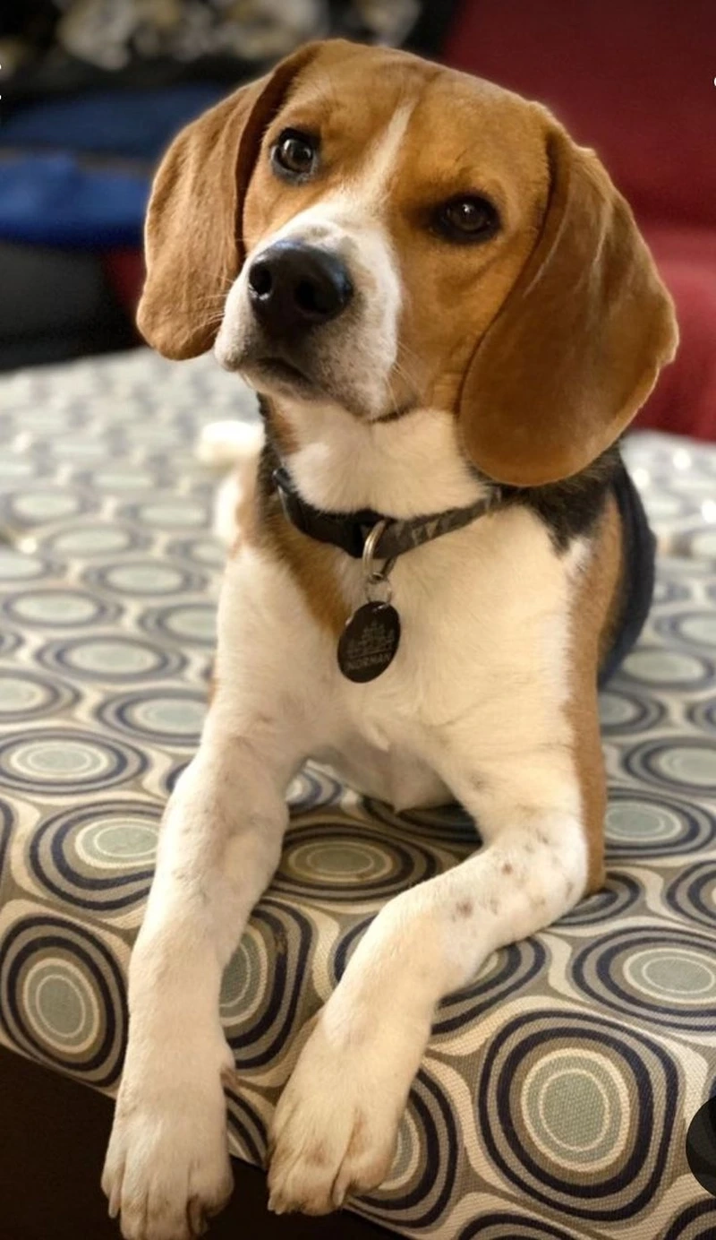 Lưu giữ khoảnh khắc chó Beagle đáng nhớ