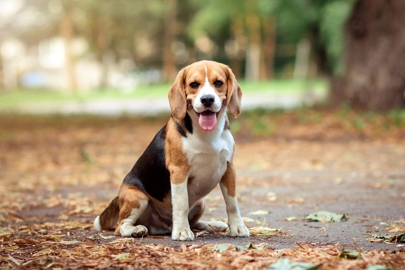 Sắc đẹp ba màu nổi bật của chó Beagle tricolor