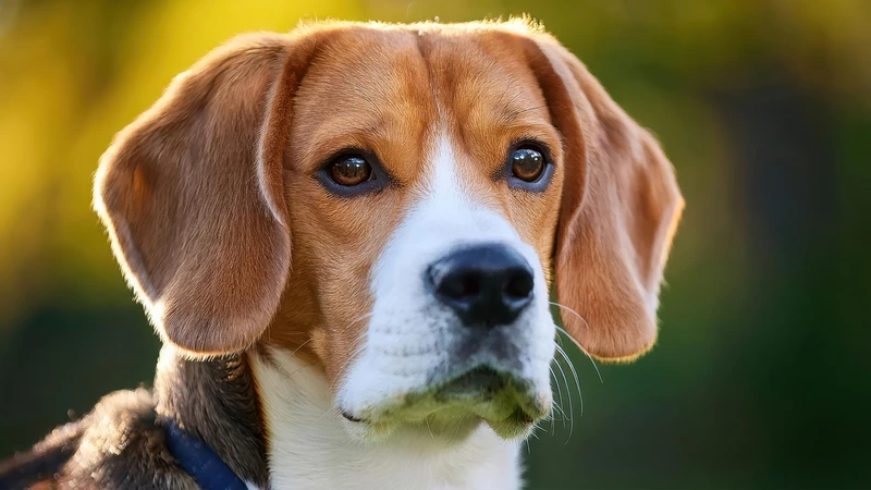 Niềm vui bất tận với chó Beagle cute khi chơi