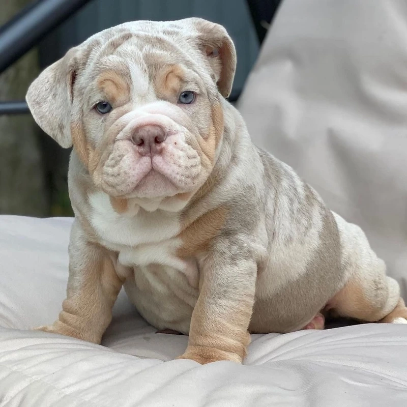 Khám phá tính cách chó Bull Anh con tinh nghịch