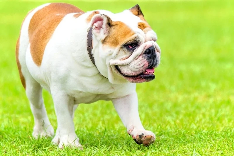 Khả năng học hỏi của chó Bull Anh thông minh