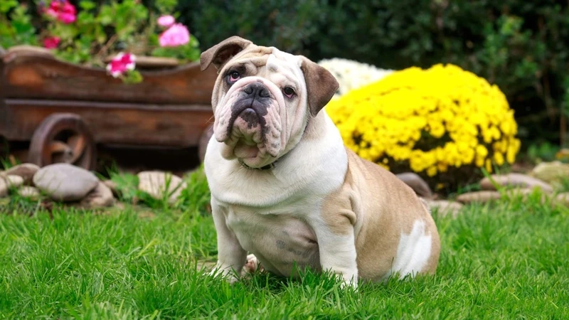 Hình ảnh chó Bull Anh mặt xệ khiến ai cũng mê